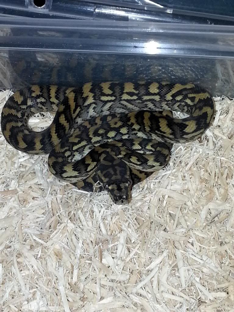 New Carpet Python Yearling And A Quick Question (PicHeavy) Reptile