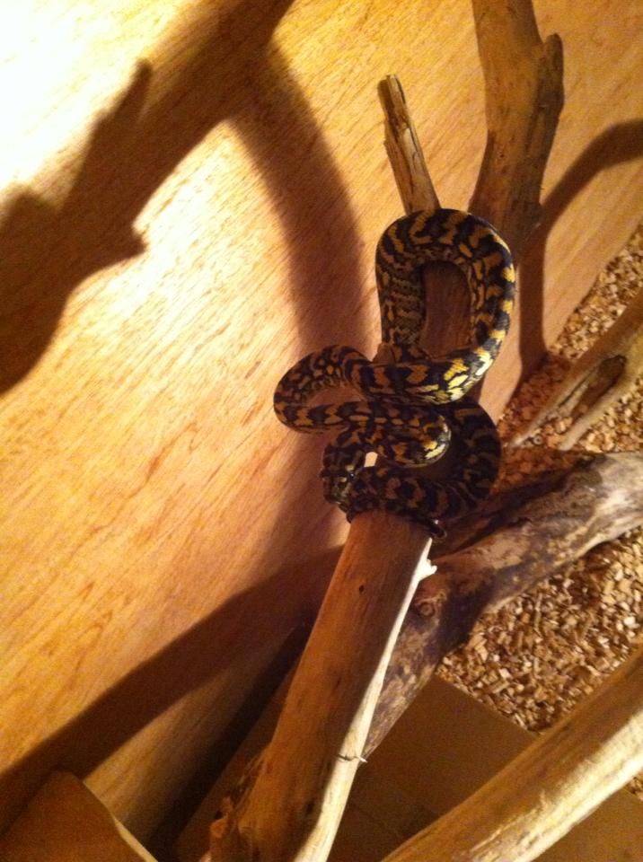 New Carpet Python Yearling And A Quick Question (PicHeavy) Reptile