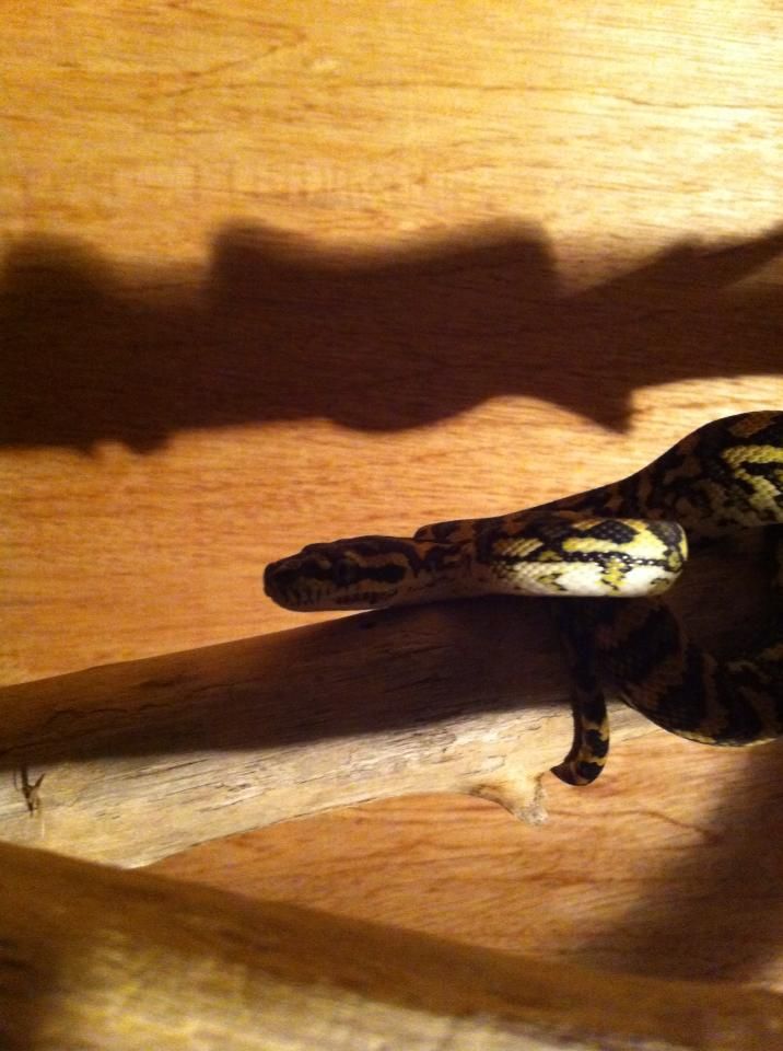 New Carpet Python Yearling And A Quick Question (PicHeavy) Reptile