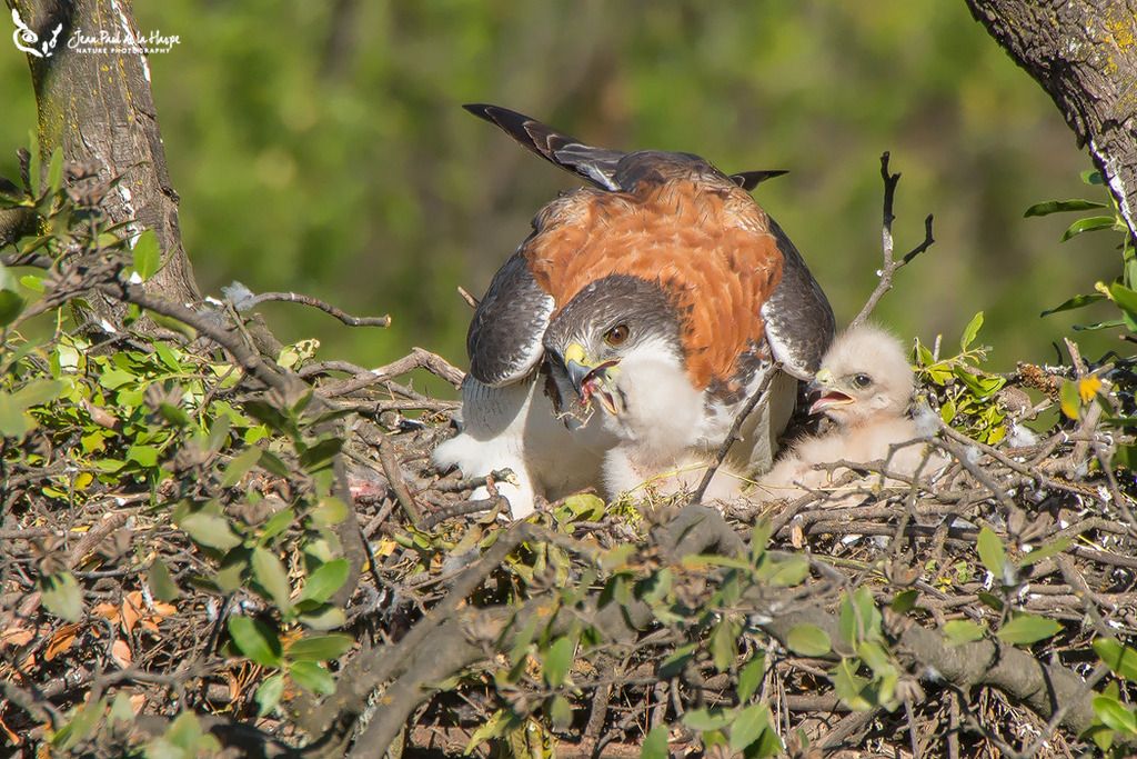  photo aguiluchocrias_zpsqzlqjgc2.jpg