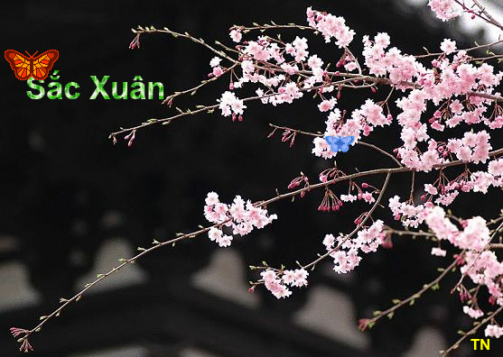  photo Thiepxuan2014so3_zpse0cdb55a.gif