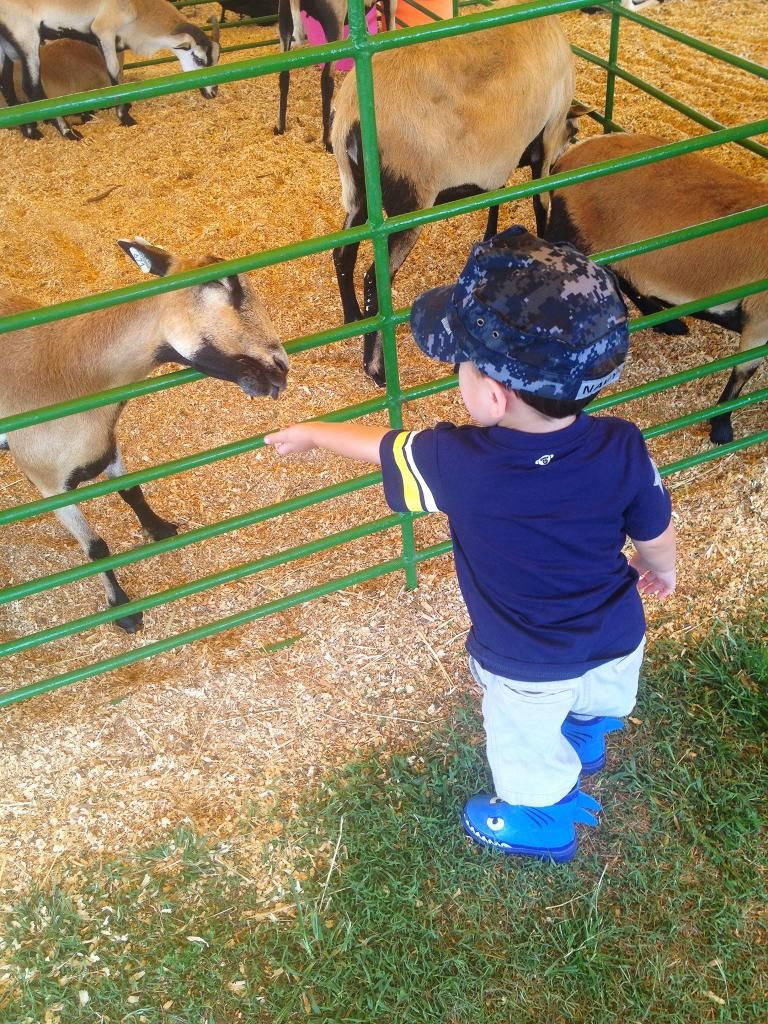 A day at the agriculture fair- My Life: A Work in Progress #wordlesswednesday
