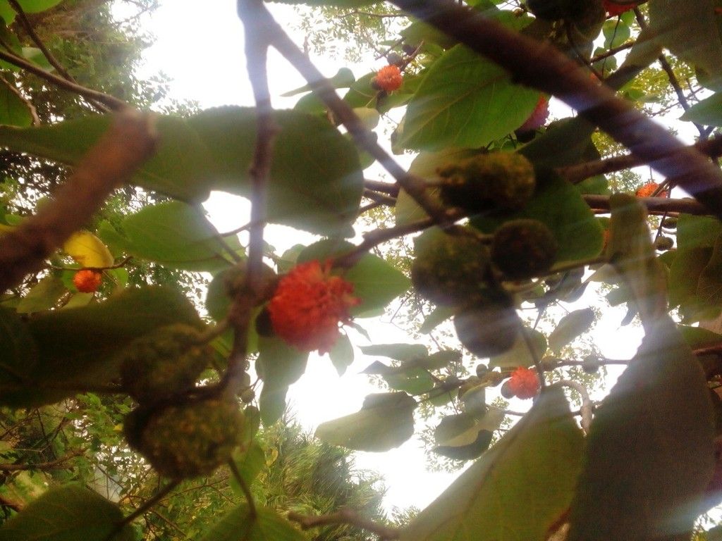 Xin hỏi đây là cây gì