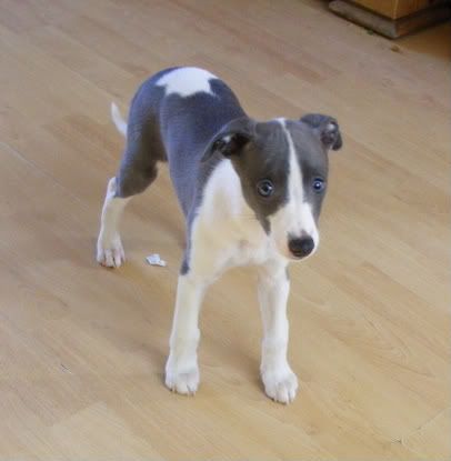 10974B47-8071-4EB9-B85D-9D5C17D7F887_zps