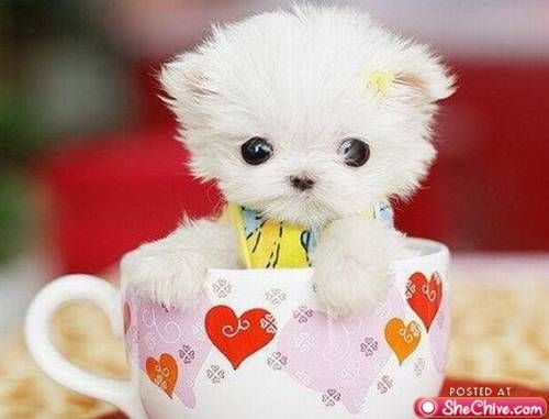 427FAFAB-D650-43A5-AD35-6A146FFA9710_zps