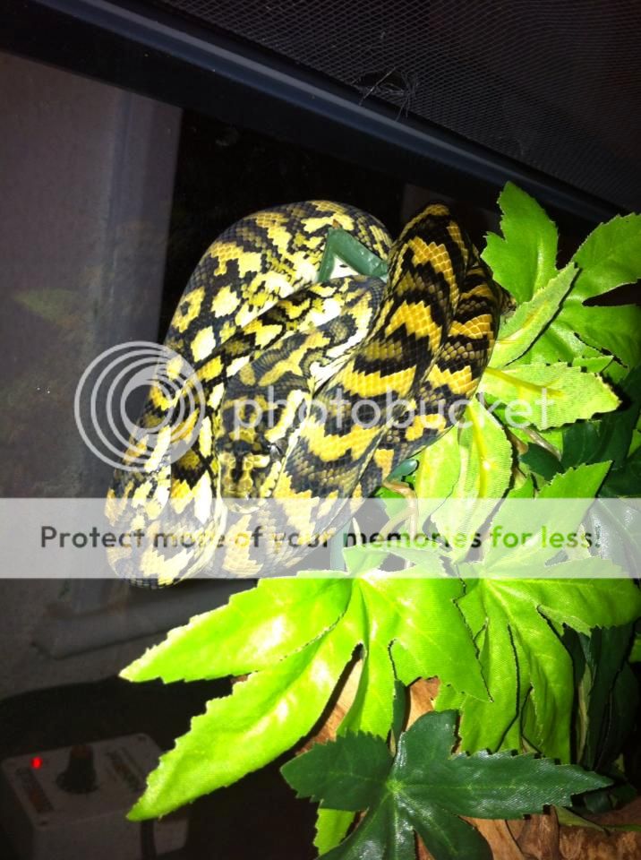 Carpet Tree Python (Almost!) | Reptile Forums