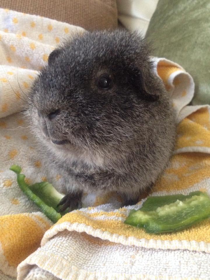 Brillo6_zps6c883409.jpg