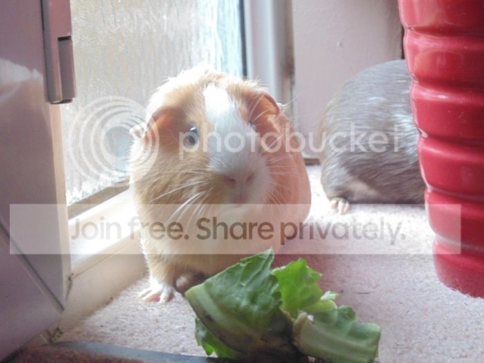 DSC00775_zpsycemnxpk.jpg